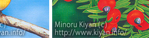 Minoru Kiyan (C)